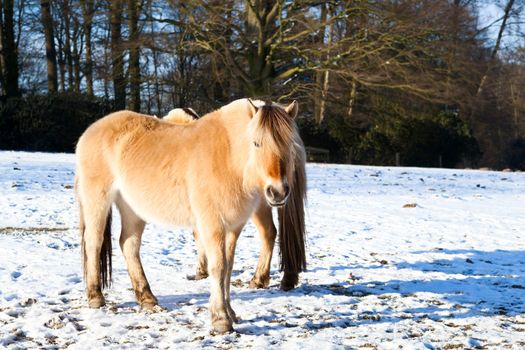 horses on snow at winter pasture, outdoors