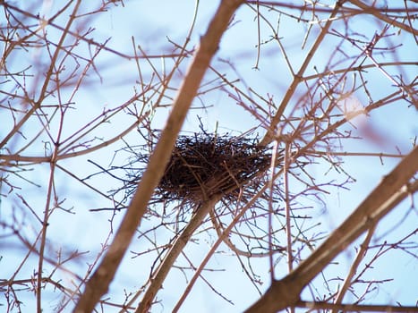 Birds nest in tree without leaves towards blue sky