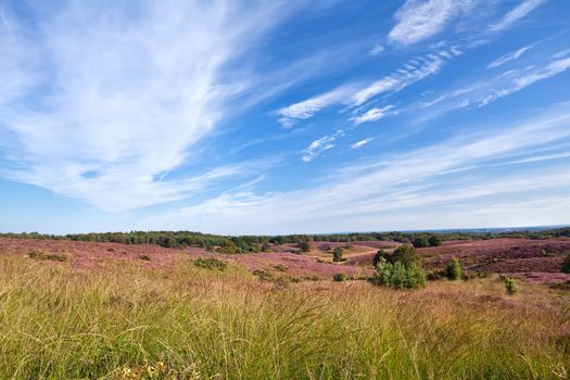 summer meadows with flowering heather 