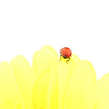 ladybug on yellow flower isolated on white background