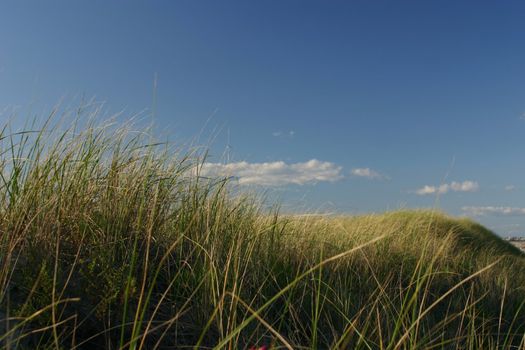 Sea Grass dunes set against a deep blue sky on the Maine Coast