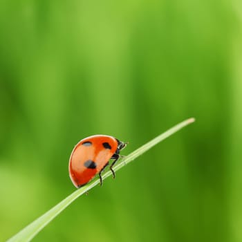 ladybug on grass green on background