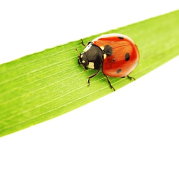 ladybug on green grass isolated white background