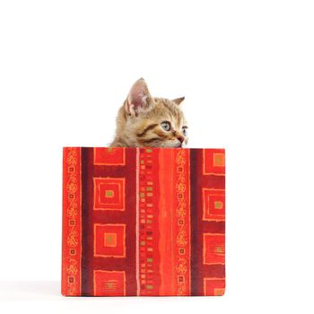 cat in gift box isolated on white background