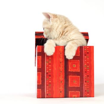 cat in gift box isolated on white background