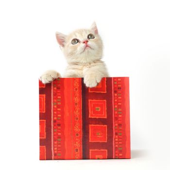cat in gift box isolated on white background