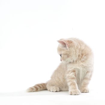 cat isolated on white background
