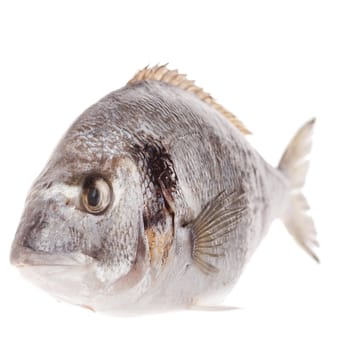 Dorado fish isolated on white background 