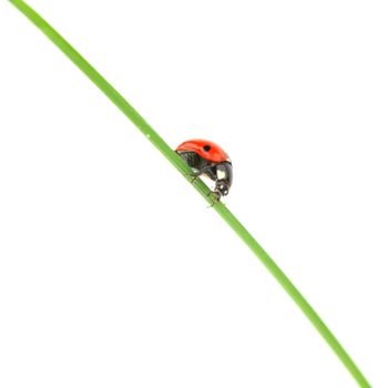 ladybug on grass isolated macro