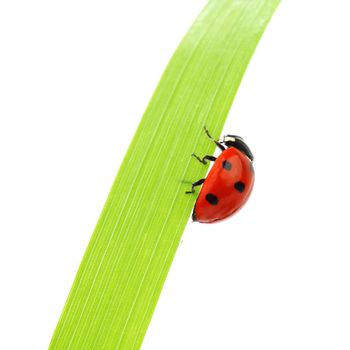 ladybug on grass isolated macro