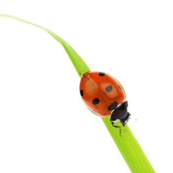 ladybug on grass isolated macro
