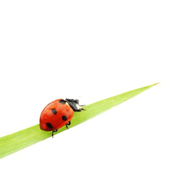 ladybug on grass isolated macro