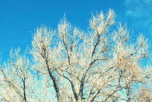 Trees in nature.