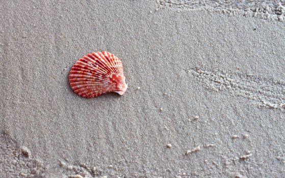 Seashells on the sand.