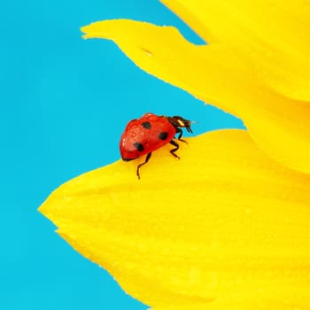 ladybug on sunflower blue background