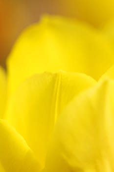 Yellow tulip, close-up.