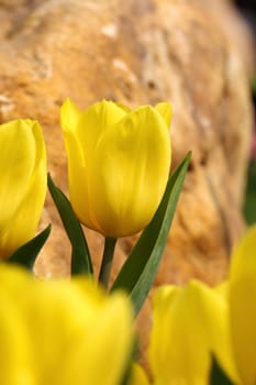 Yellow tulip, close-up.