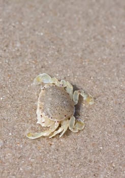 Crabs on the sand.