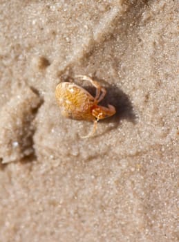 Hermit crab in its conch on the sand 