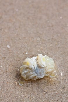 Crabs on the sand.