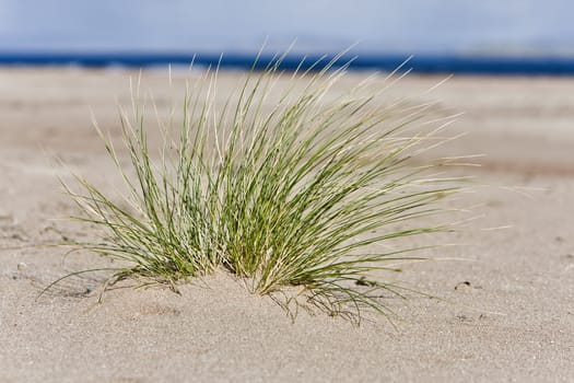 single hassock in sand at coastline. horizontal image