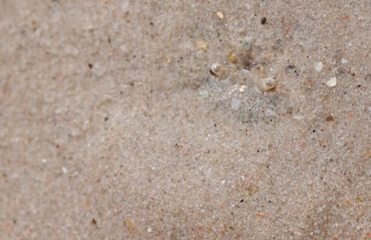 Crabs bury themselves in the sand.