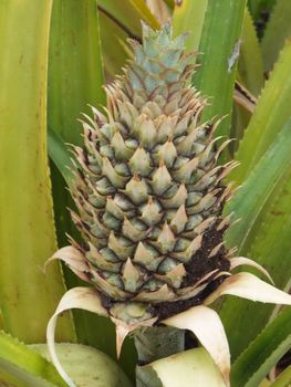 Pineapple Plantation in Hawaii