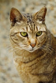 A cat close-up.