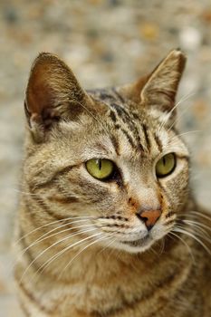 A cat with sharp eyesight, close-up.