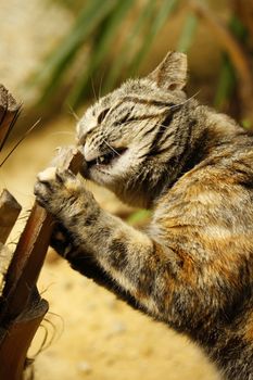 Cat biting the tree