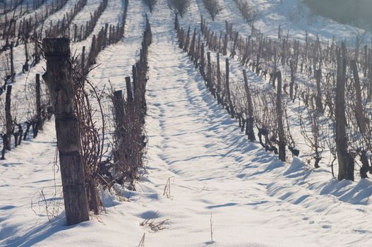 Sunny day in vineyard covered with snow