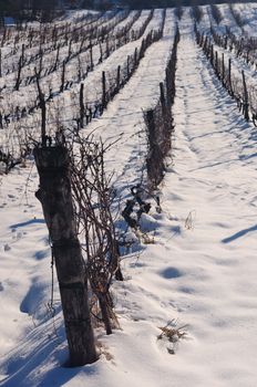 Sunny day in vineyard covered with snow