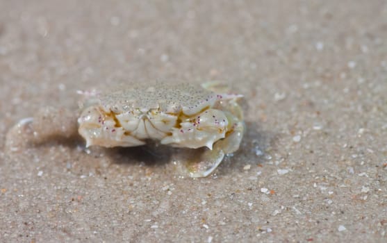 Crabs in the sand.