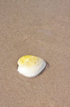 Seashells on the sand.