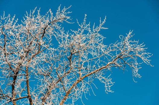 Frozen and snowy branches on blue and clear sky