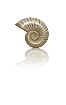 3D Rendering of Sea Shell With Copy Space