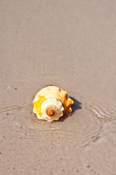 Seashells on the sand.