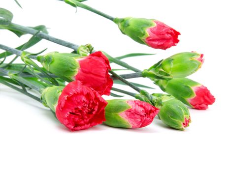 carnations on white