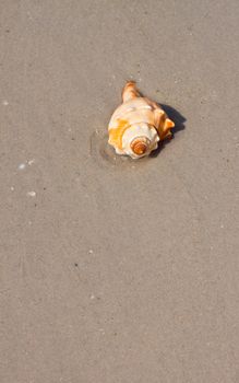 Seashells on the sand.