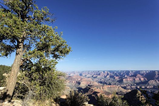 horizontal view of Grand Canyon and tree at sunrise
