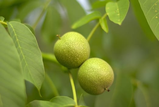 Two green walnuts on the background of foliage