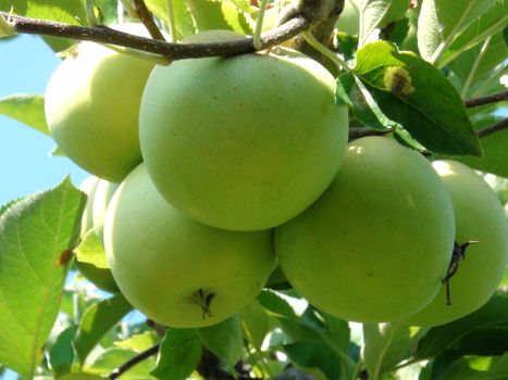 apple
