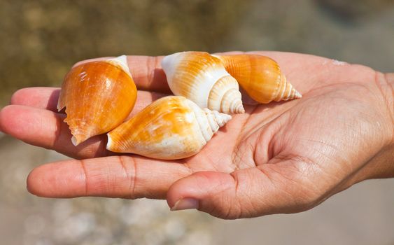 Shells in the hands of women.