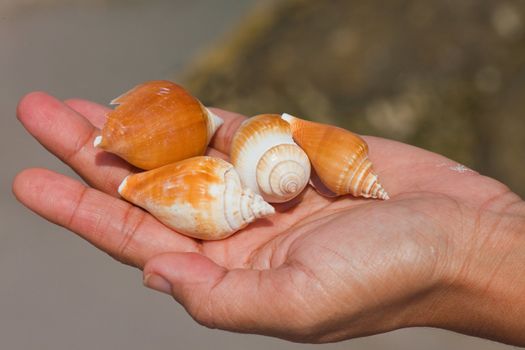 Shells in the hands of women.