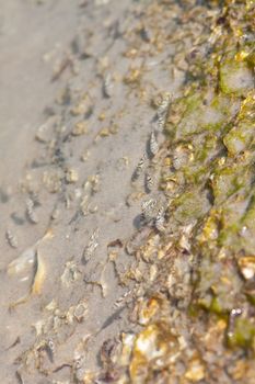 Shells embedded in the rock.