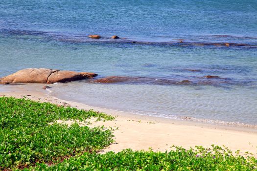 beach grass, Ipomoea pes-caprae Sweet, with gentle ripple at Rayong beach Thailand.