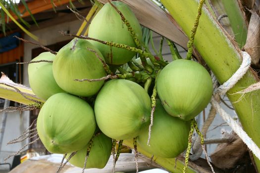 closeup of tropical coconut fruit tree