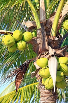 closeup of tropical coconut