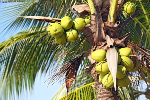 closeup of tropical coconut tree