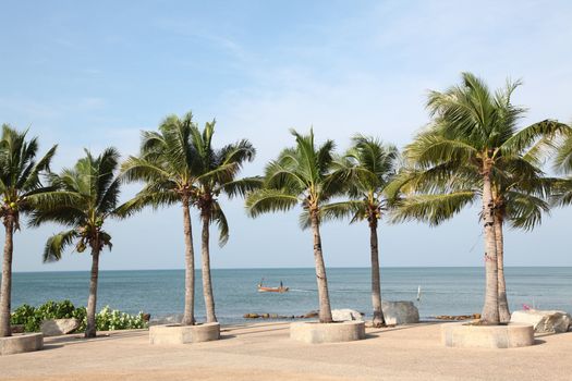 row of tropical coconut trees